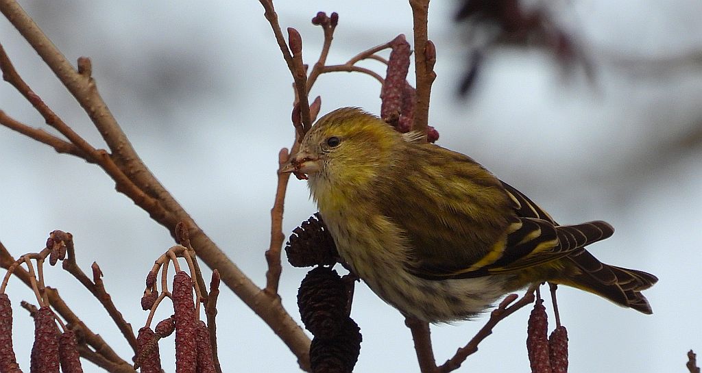 Czyż zwyczajny, czyż, czyż pospolity, czyżyk (Spinus spinus)
