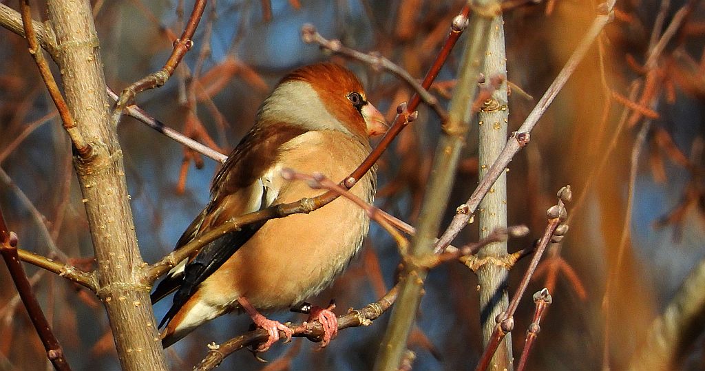 Grubodziób zwyczajny, grubodziób, pestkojad, grabołusk (Coccothraustes coccothraustes)
