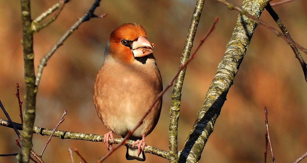 Grubodziób zwyczajny, grubodziób, pestkojad, grabołusk (Coccothraustes coccothraustes)