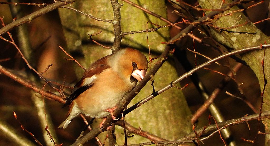 Grubodziób zwyczajny, grubodziób, pestkojad, grabołusk (Coccothraustes coccothraustes)