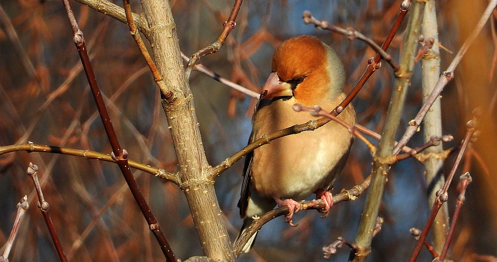 Grubodziób zwyczajny, grubodziób, pestkojad, grabołusk (Coccothraustes coccothraustes)