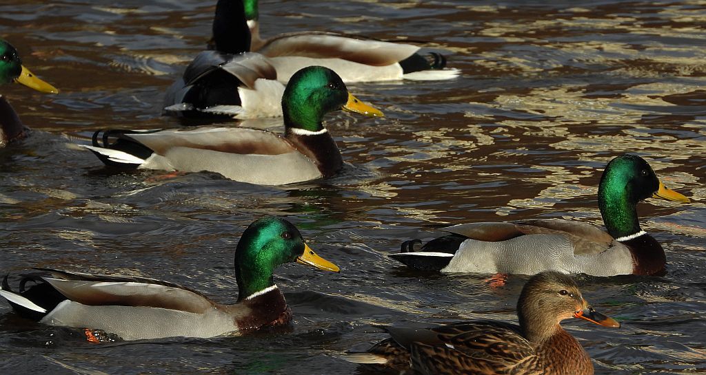 Krzyżówka, krzyżówka zwyczajna, kaczka krzyżówka (Anas platyrhynchos)