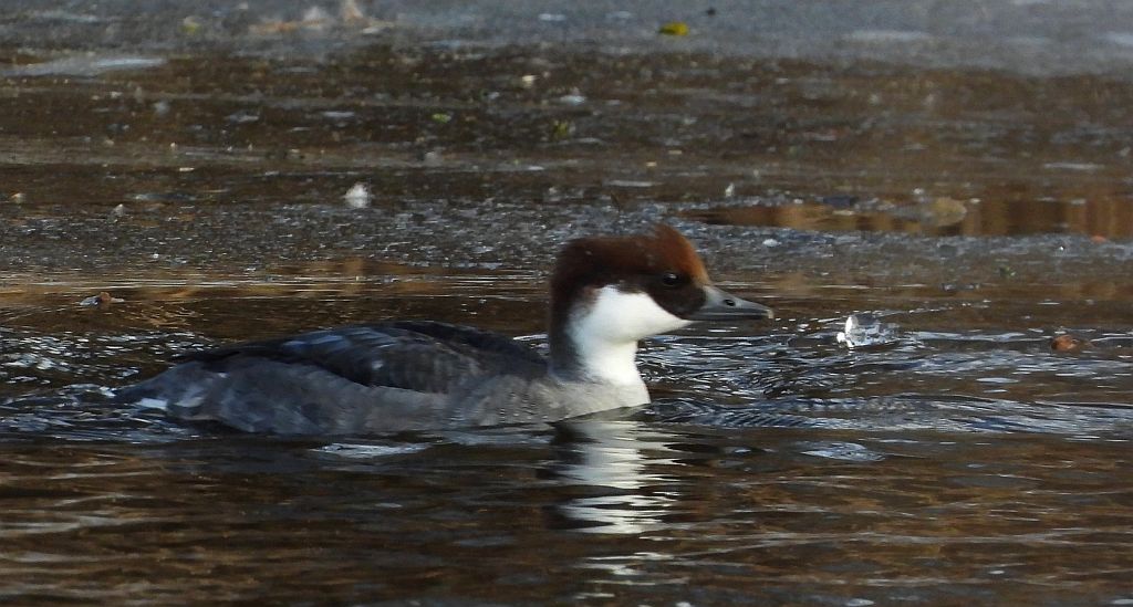 Bielaczek, tracz bielaczek (Mergellus albellus)