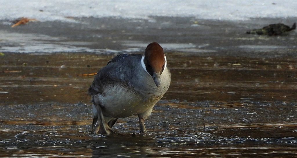 Bielaczek, tracz bielaczek (Mergellus albellus)