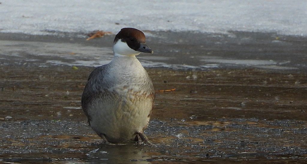 Bielaczek, tracz bielaczek (Mergellus albellus)