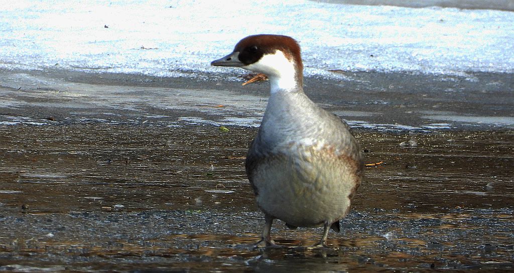 Bielaczek, tracz bielaczek (Mergellus albellus)