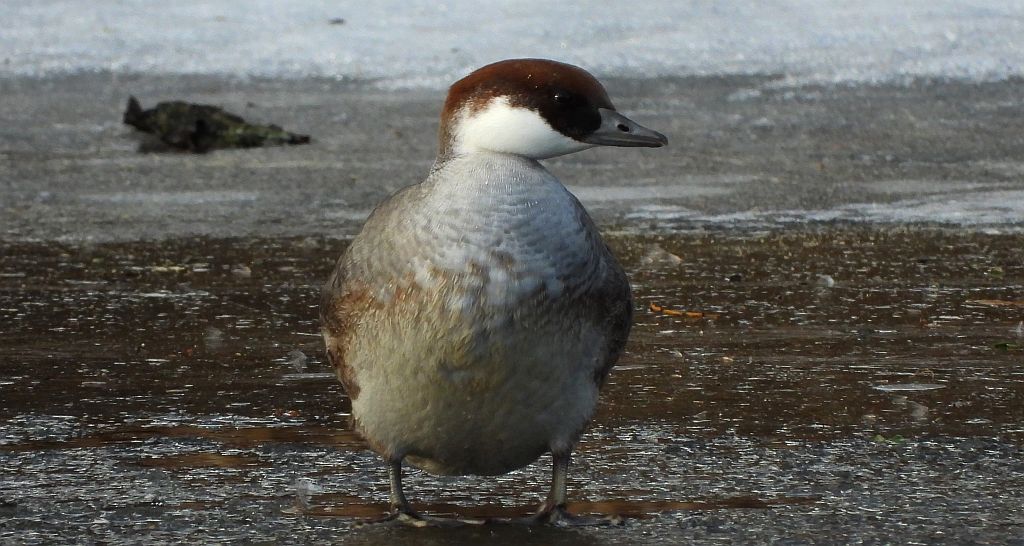 Bielaczek, tracz bielaczek (Mergellus albellus)