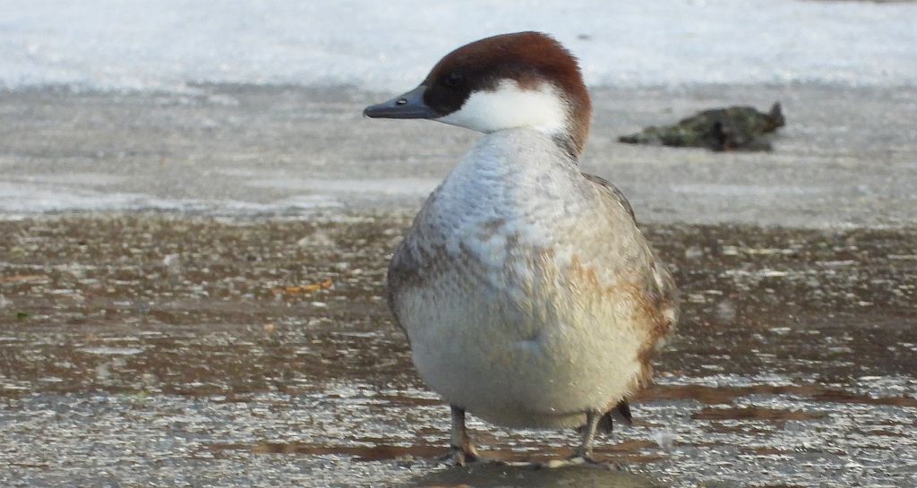 Bielaczek, tracz bielaczek (Mergellus albellus)