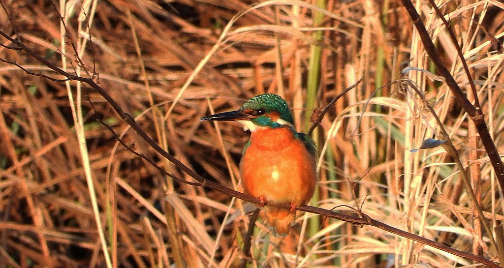 Zimorodek zwyczajny, zimorodek (Alcedo atthis)