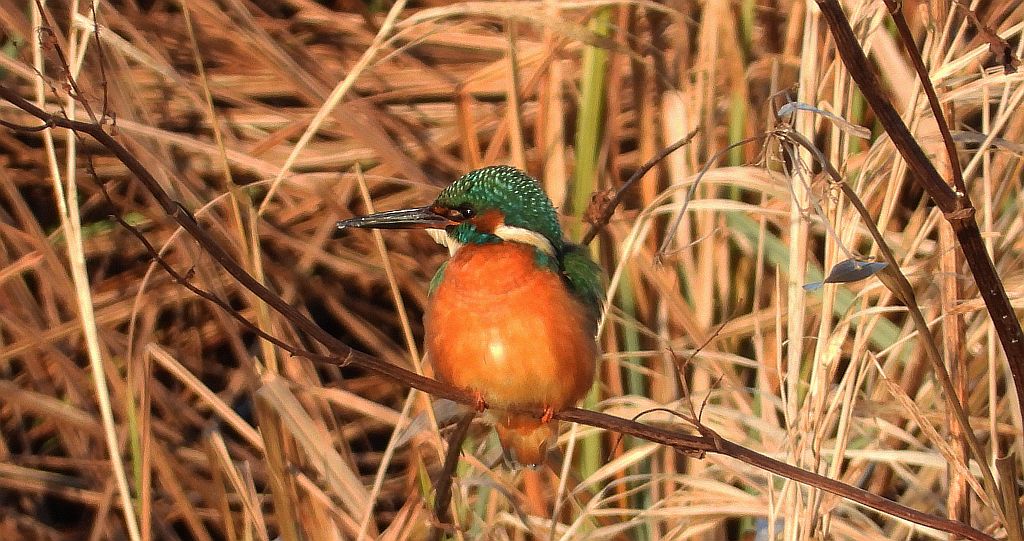 Zimorodek zwyczajny, zimorodek (Alcedo atthis)