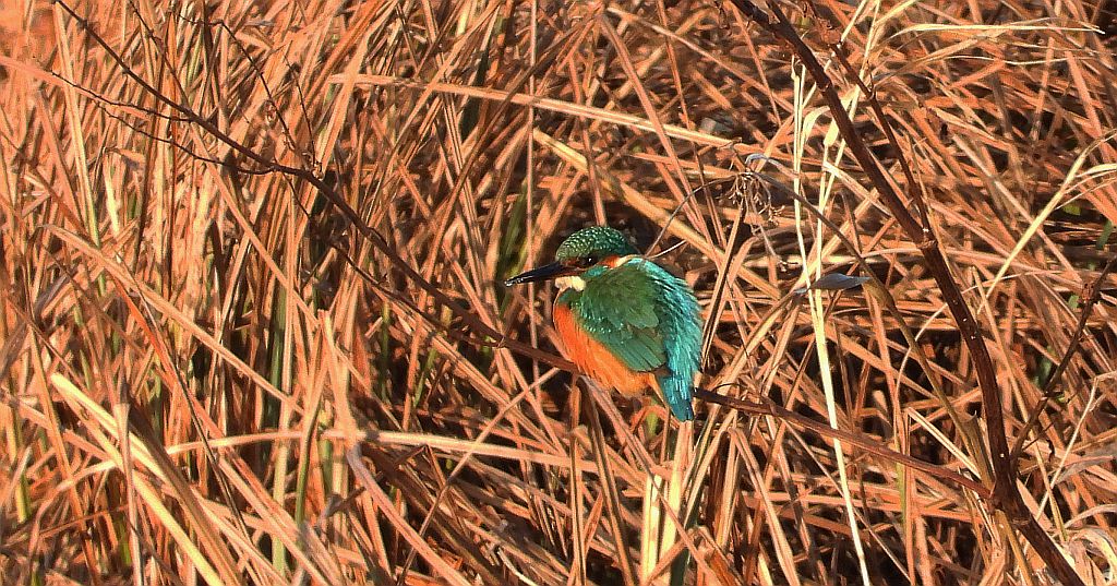 Zimorodek zwyczajny, zimorodek (Alcedo atthis)