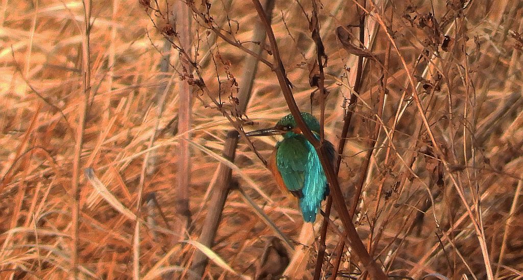 Zimorodek zwyczajny, zimorodek (Alcedo atthis)