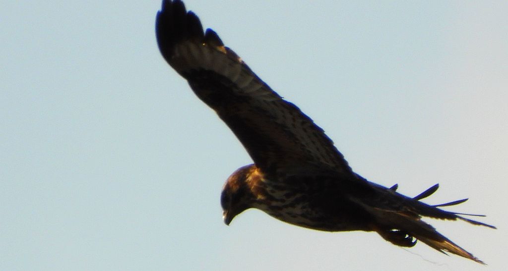 Myszołów zwyczajny, myszołów (Buteo buteo)