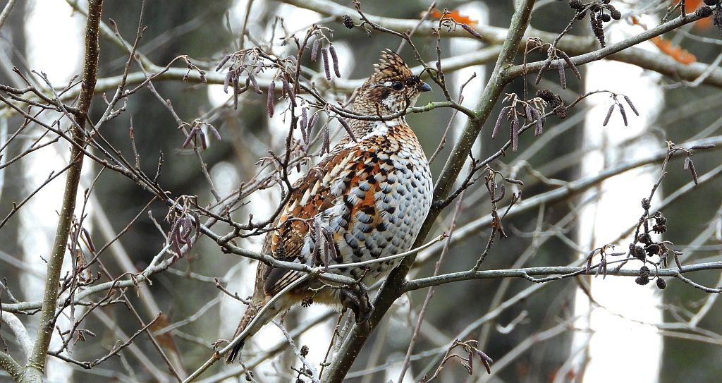 Jarząbek zwyczajny, jarząbek (Tetrastes bonasia)
