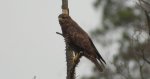 Myszołów zwyczajny, myszołów (Buteo buteo)