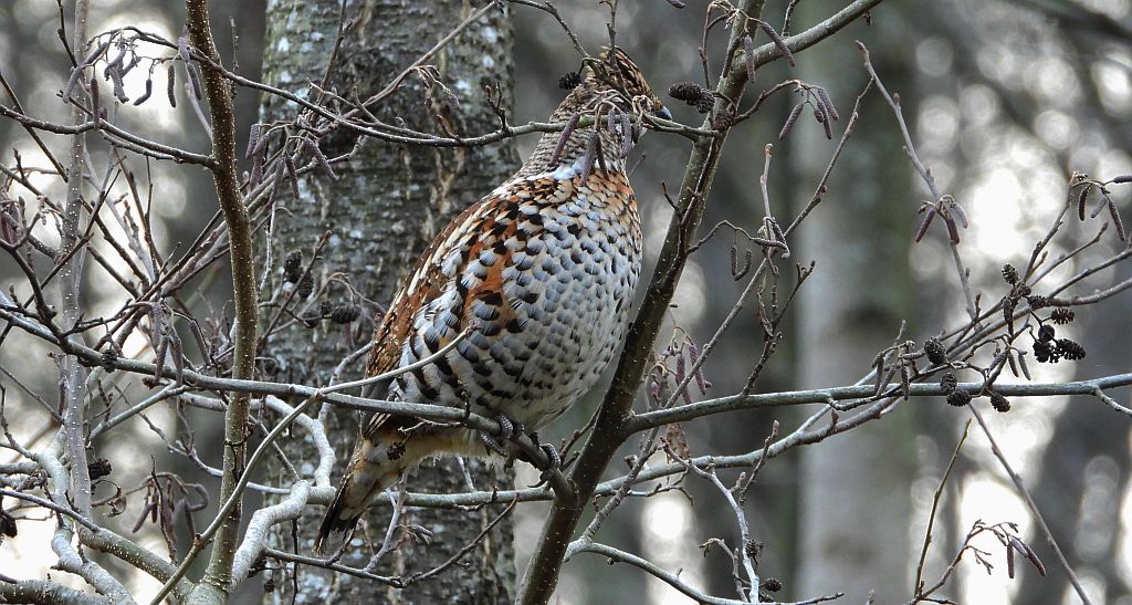 Jarząbek zwyczajny, jarząbek (Tetrastes bonasia)