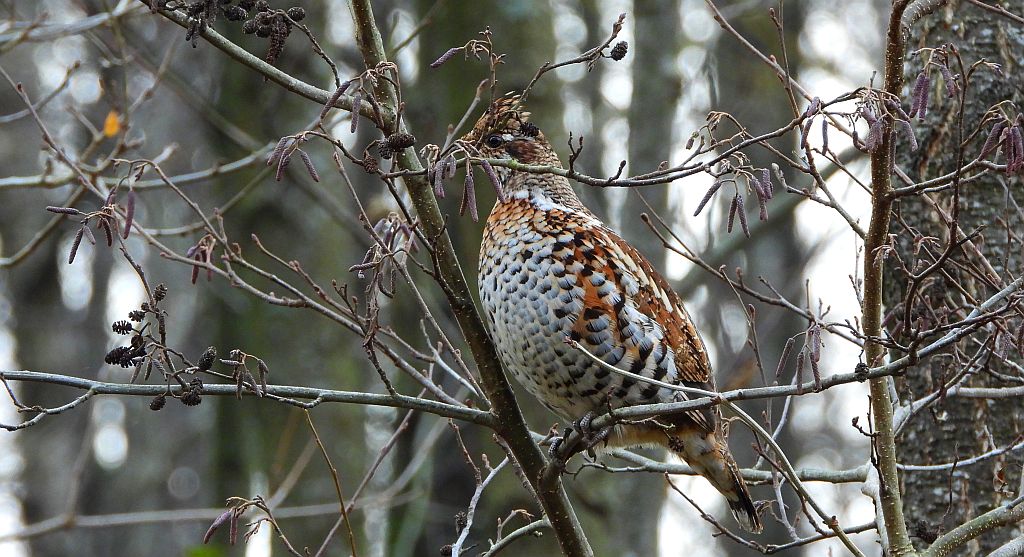 Jarząbek zwyczajny, jarząbek (Tetrastes bonasia)