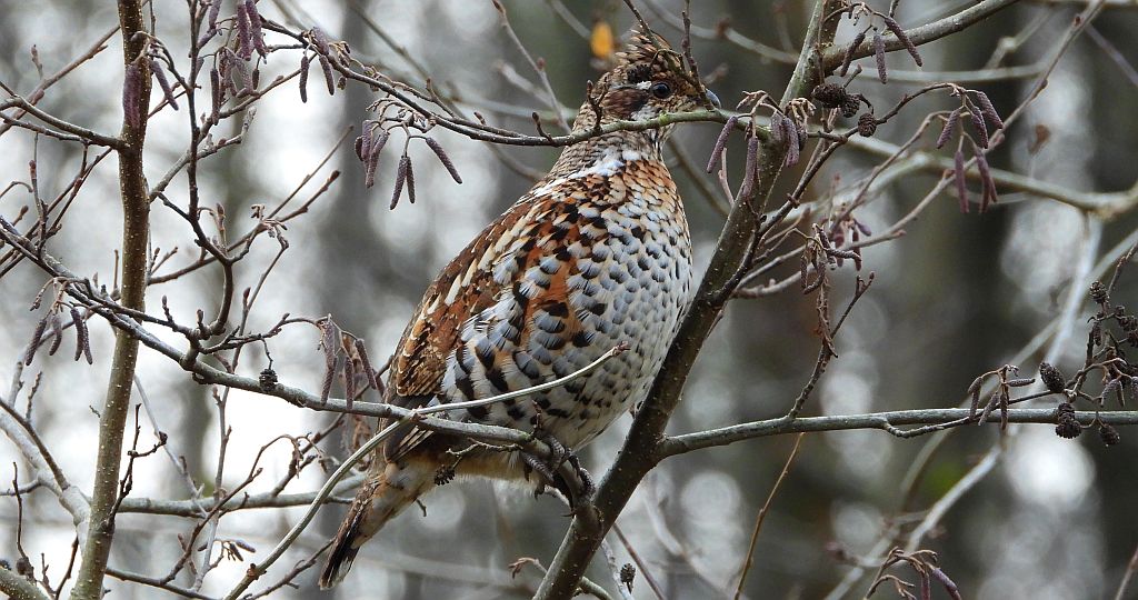 Jarząbek zwyczajny, jarząbek (Tetrastes bonasia)