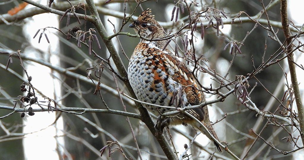 Jarząbek zwyczajny, jarząbek (Tetrastes bonasia)