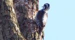 Dzięcioł trójpalczasty (Picoides tridactylus)