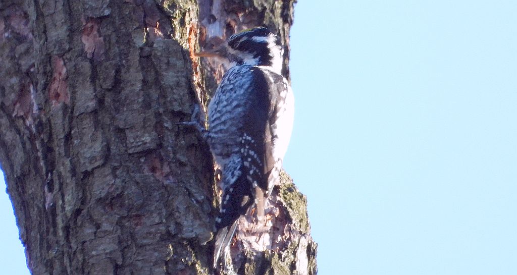Dzięcioł trójpalczasty (Picoides tridactylus)