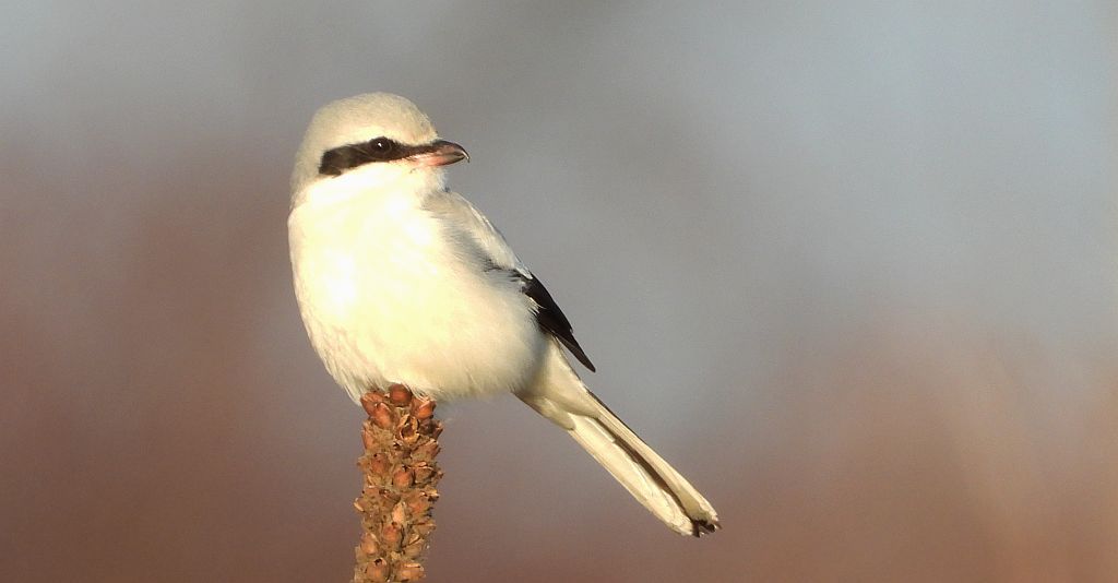 Srokosz, dzierzba srokosz (Lanius excubitor)