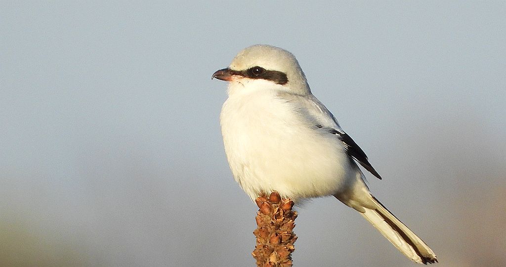 Srokosz, dzierzba srokosz (Lanius excubitor)