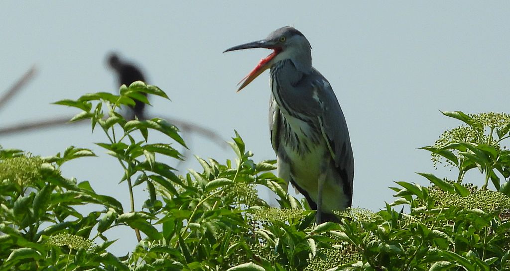 Czapla siwa (Ardea cinerea)
