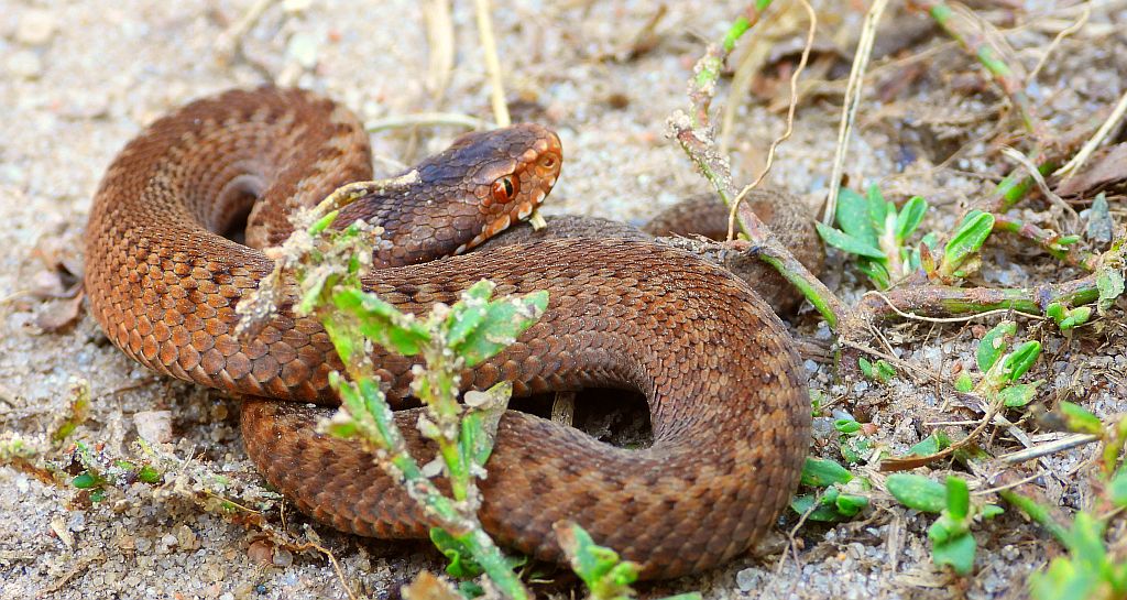 Żmija zygzakowata (Vipera berus)
