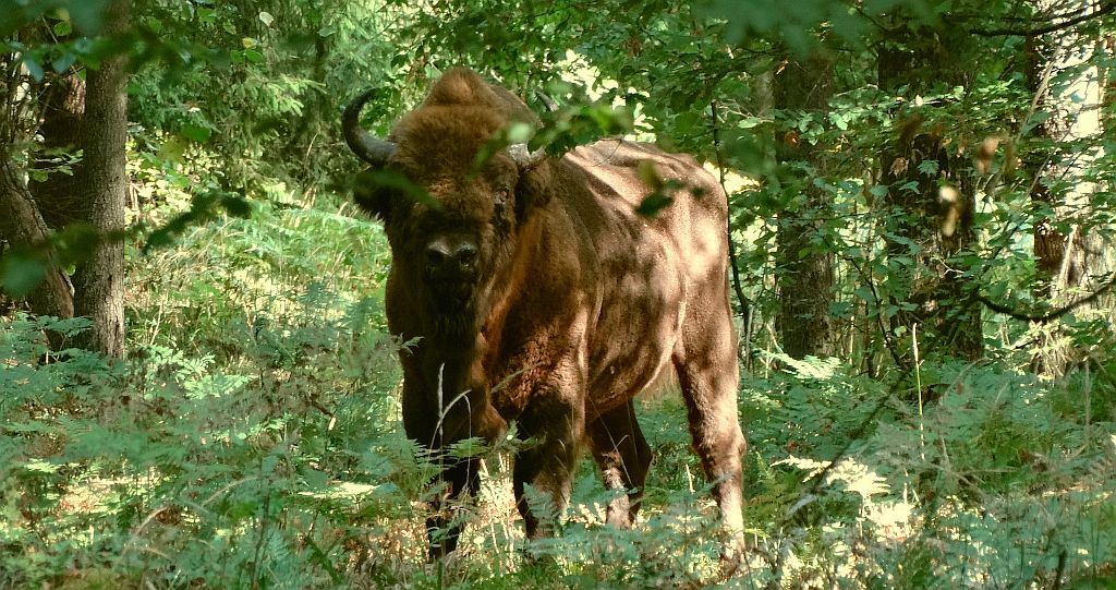 Żubr europejski, żubr (Bos bonasus)