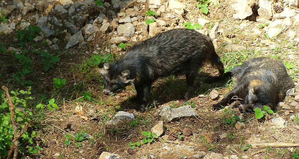 Jenot azjatycki, jenot, szop usuryjski, junat, tanuki, lis japoński, kunopies (Nyctereutes procyonoides)