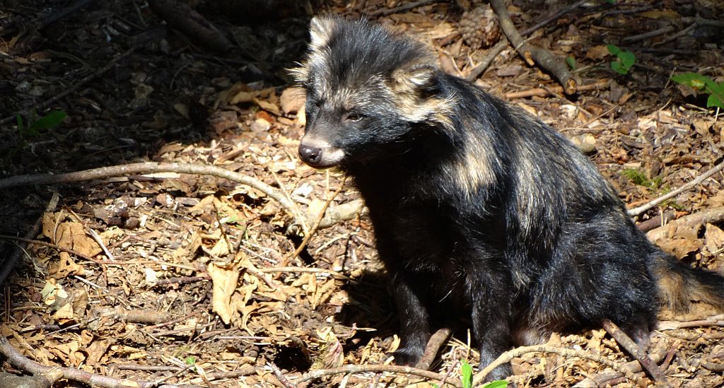Jenot azjatycki, jenot, szop usuryjski, junat, tanuki, lis japoński, kunopies (Nyctereutes procyonoides)