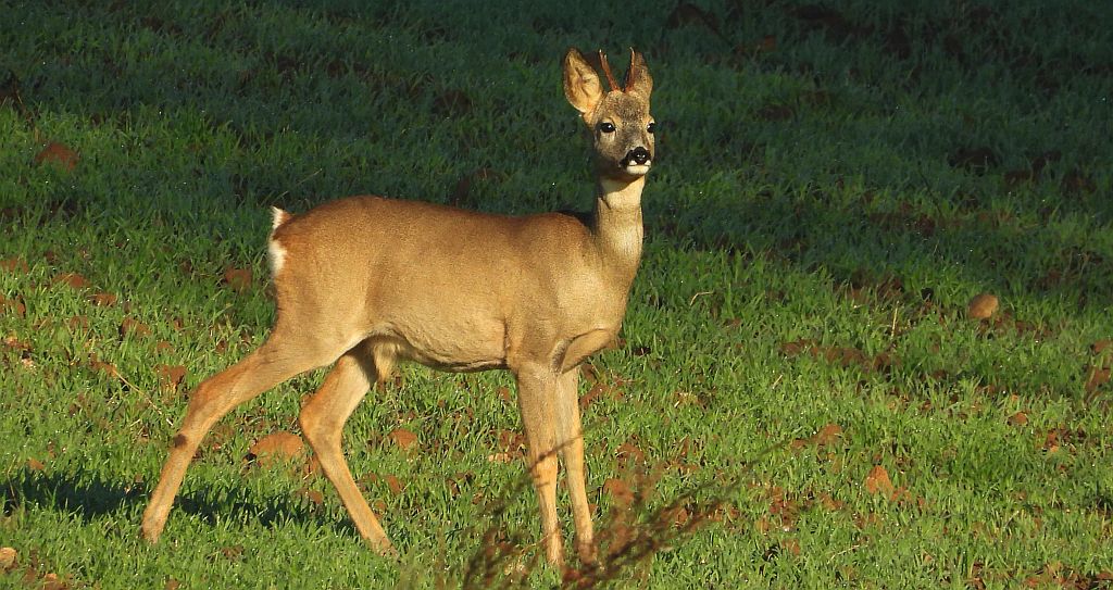 Sarna europejska, sarna (Capreolus capreolus)