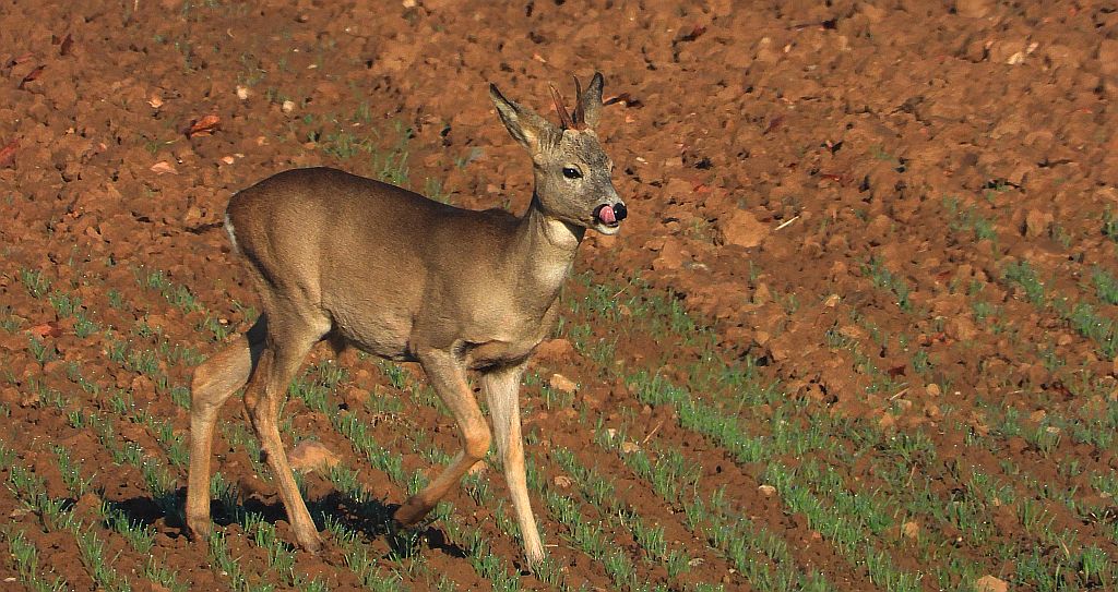 Sarna europejska, sarna (Capreolus capreolus)