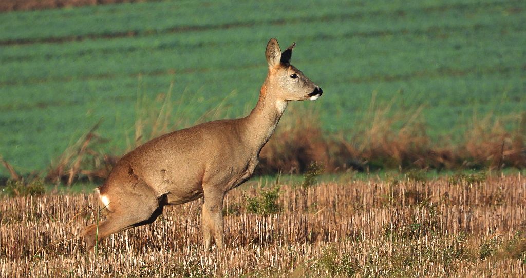 Sarna europejska, sarna (Capreolus capreolus)