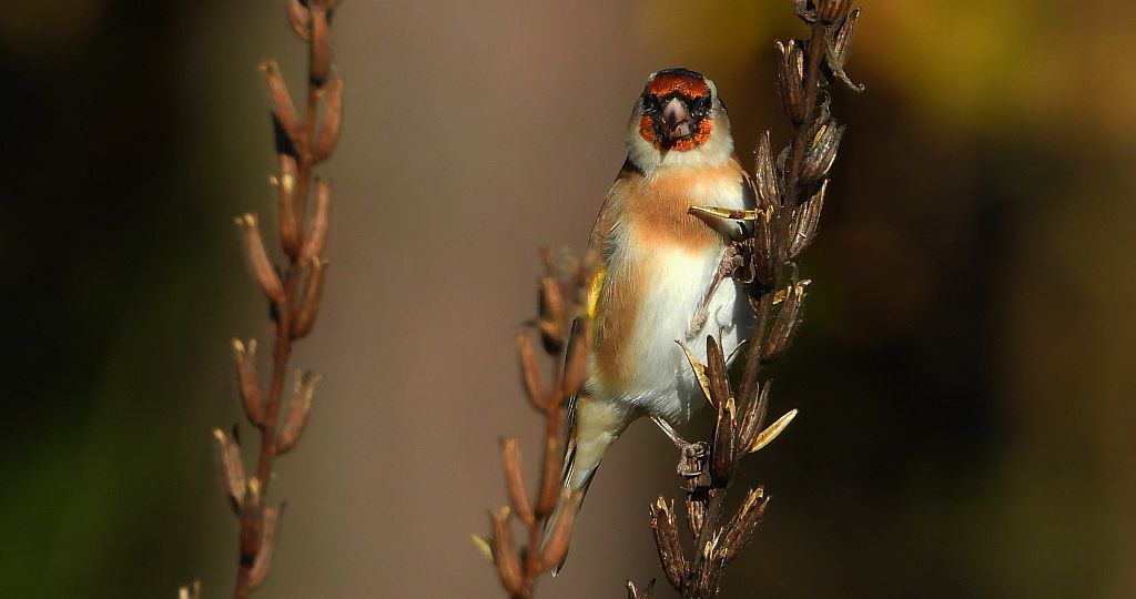 Szczygieł, szczygieł zwyczajny (Carduelis carduelis)