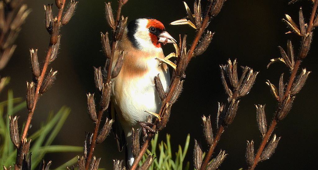 Szczygieł, szczygieł zwyczajny (Carduelis carduelis)