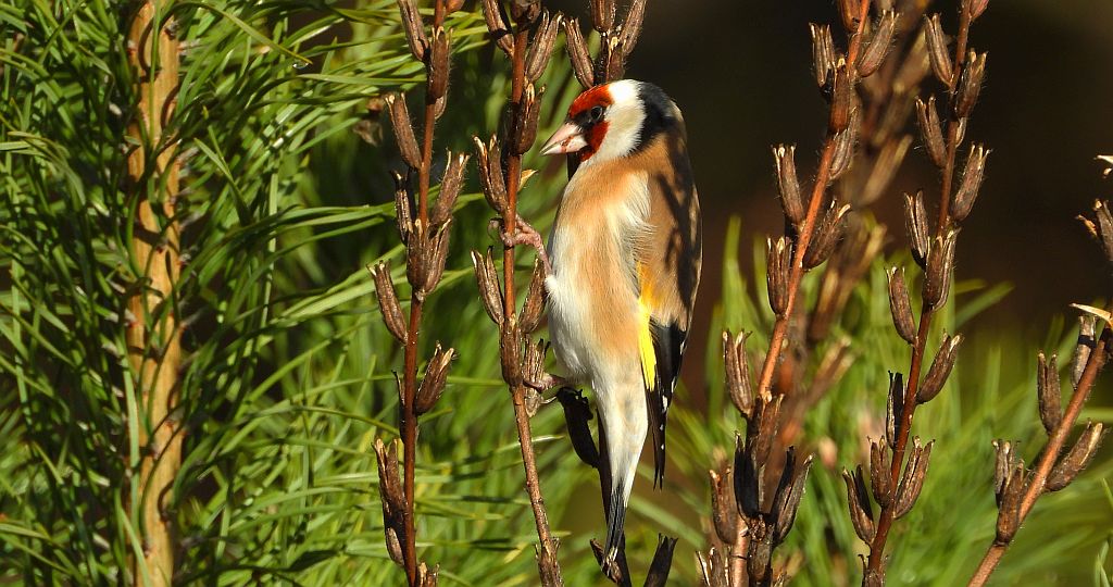 Szczygieł, szczygieł zwyczajny (Carduelis carduelis)