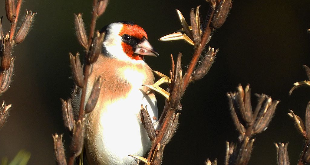 Szczygieł, szczygieł zwyczajny (Carduelis carduelis)