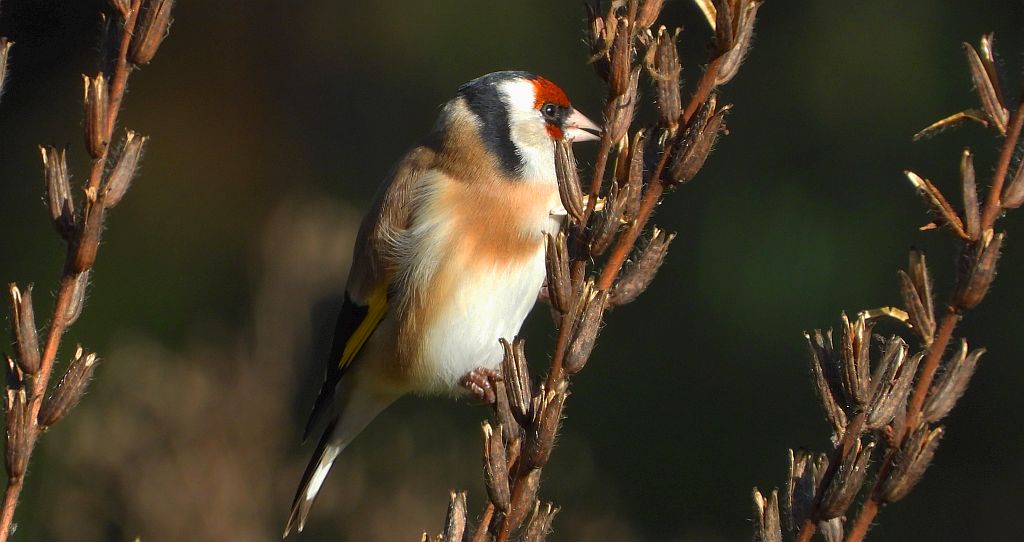 Szczygieł, szczygieł zwyczajny (Carduelis carduelis)