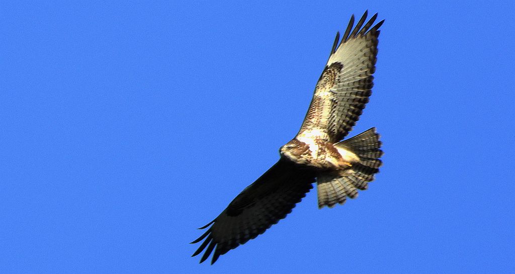 Myszołów zwyczajny, myszołów (Buteo buteo)