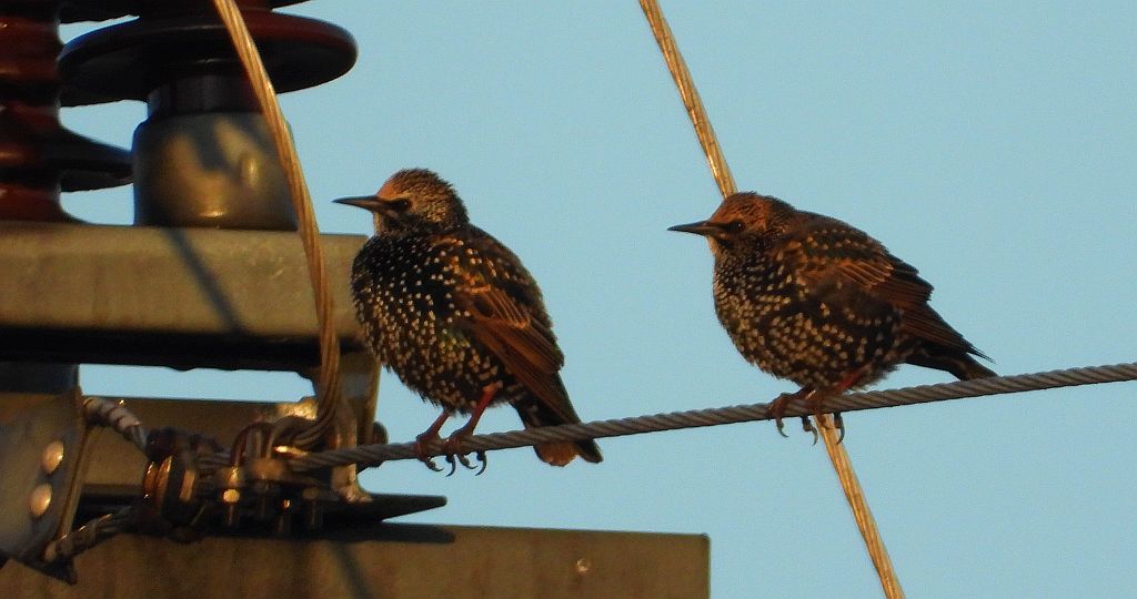 Szpak zwyczajny, szpak (Sturnus vulgaris)