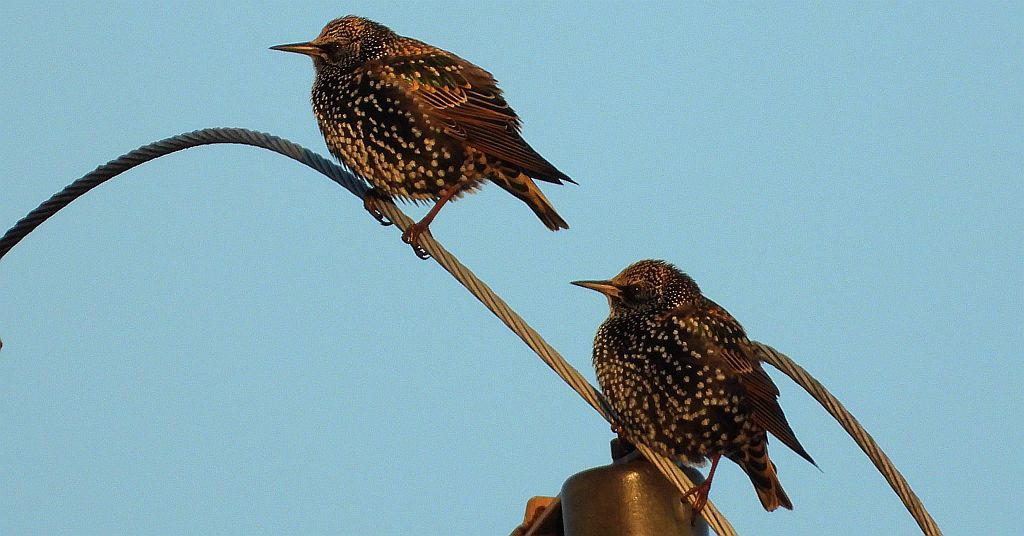 Szpak zwyczajny, szpak (Sturnus vulgaris)