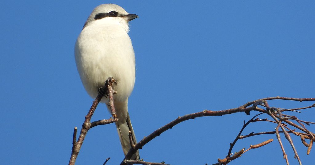 Srokosz, dzierzba srokosz (Lanius excubitor)