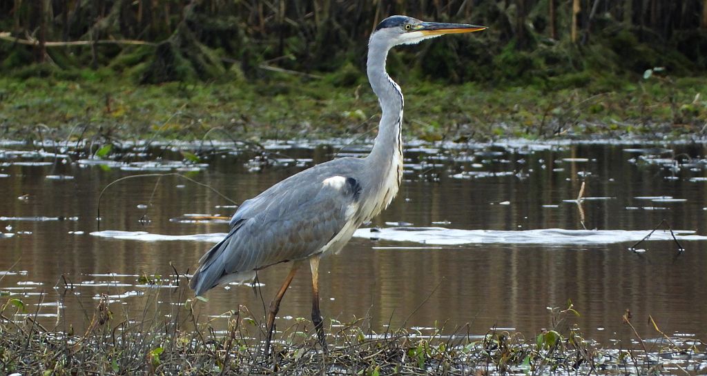 Czapla siwa (Ardea cinerea)