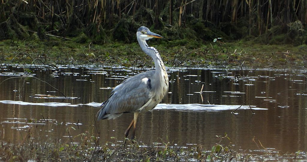 Czapla siwa (Ardea cinerea)