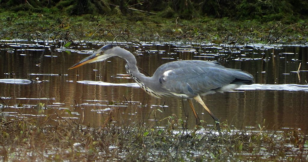 Czapla siwa (Ardea cinerea)
