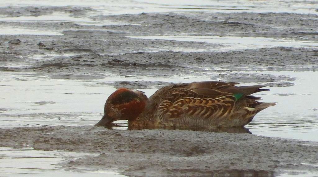 Cyraneczka zwyczajna, cyraneczka (Anas crecca)
