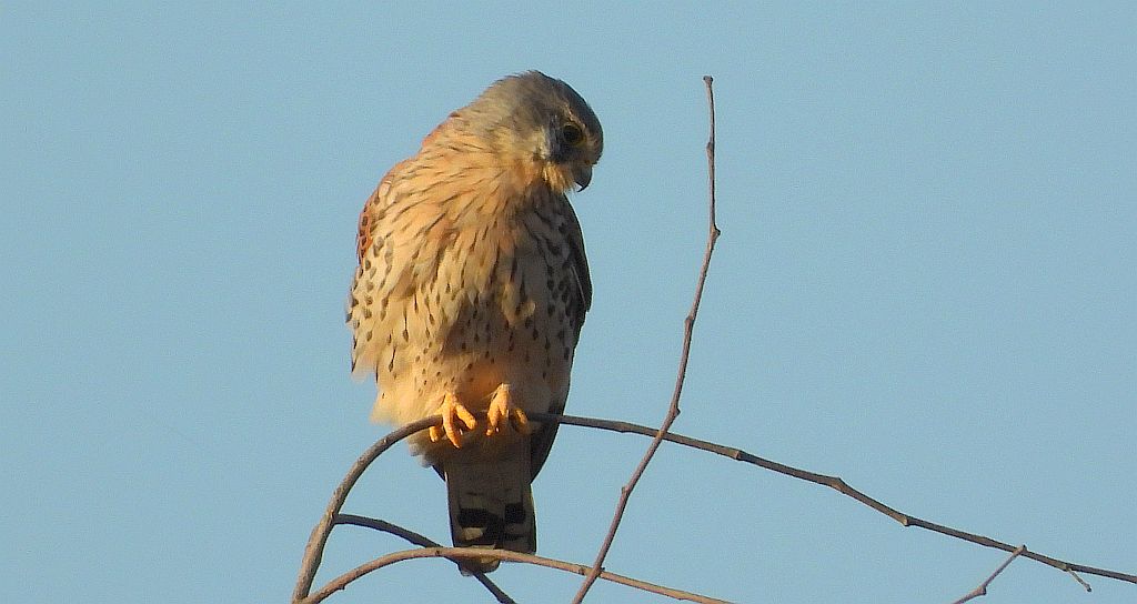 Pustułka zwyczajna, pustułka (Falco tinnunculus)