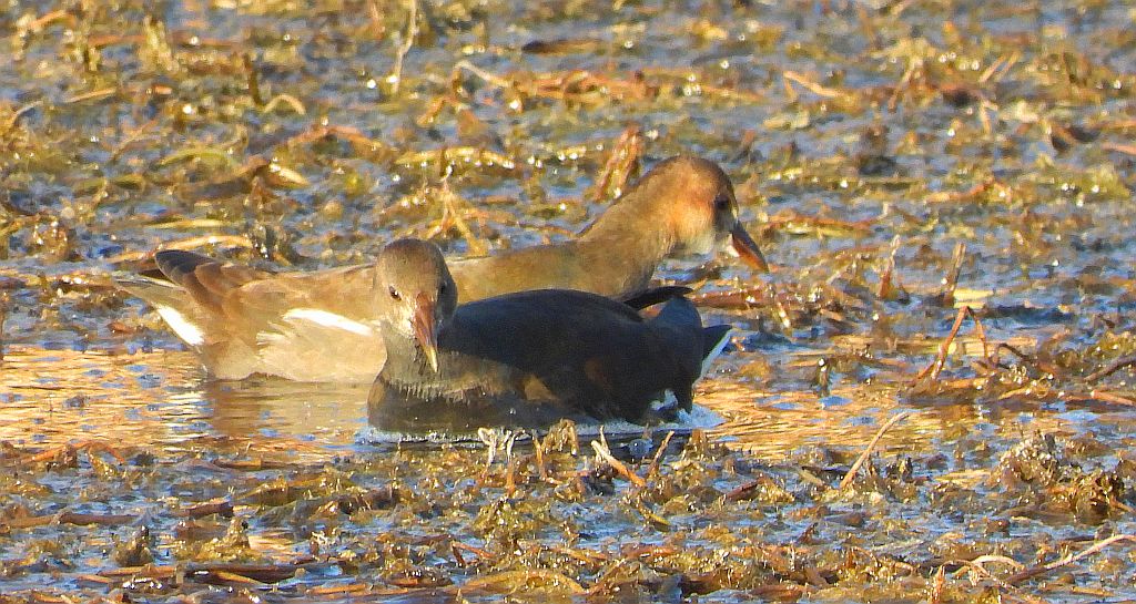 Kokoszka zwyczajna, kokoszka, kokoszka wodna, (Gallinula chloropus)